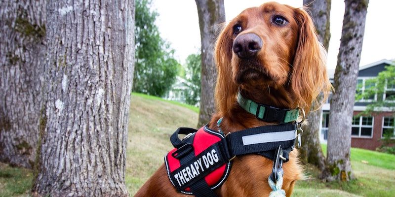 Animal assisted therapy dog