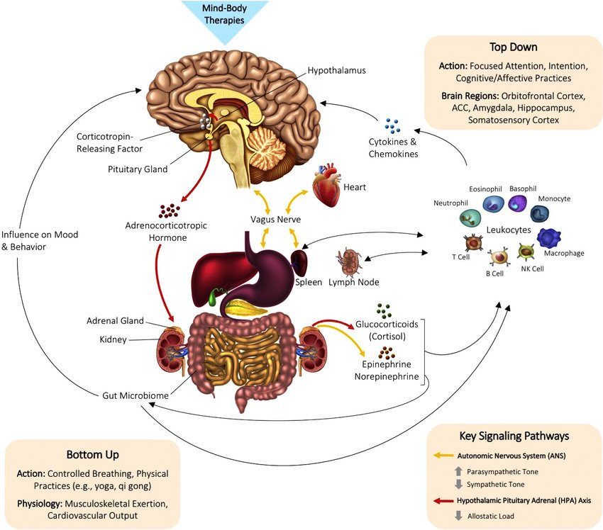 Biological Mind-Body Mechanisms