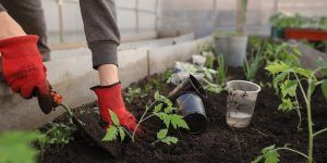 Gardening recreational therapy