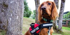 Therapy Dog